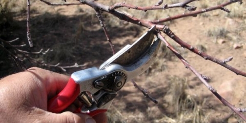 Pravilna rezidba kajsije u proljeće, ljeto i jesen (dijagram)